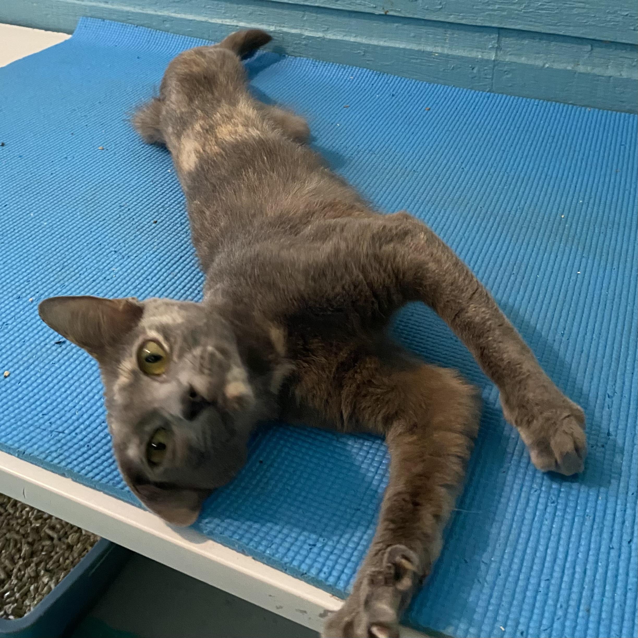 Bailey, a Adoptable Dilute Tortoiseshell in Stanstead, QC image 5/5