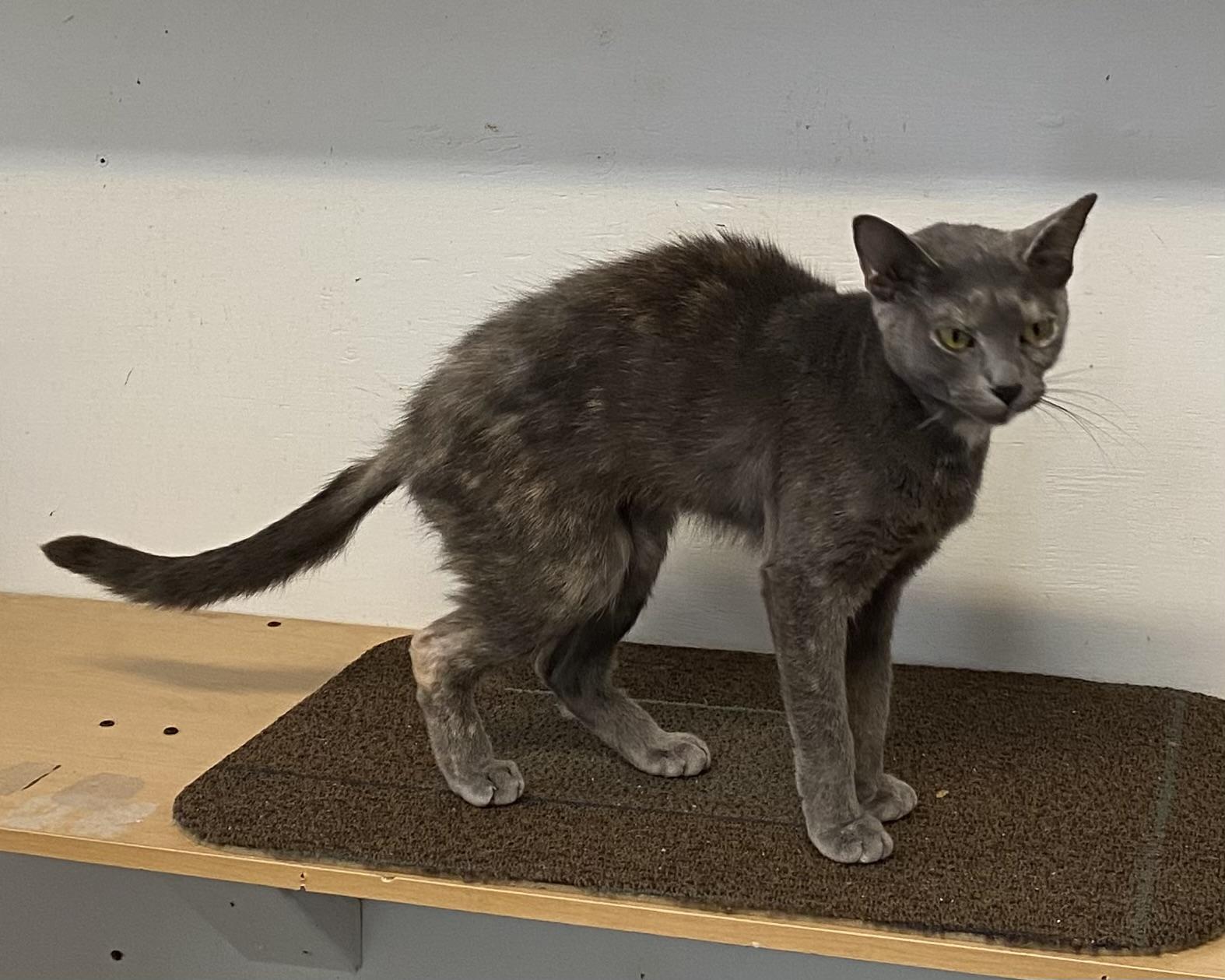 Bailey, a Adoptable Dilute Tortoiseshell in Stanstead, QC image 2/5