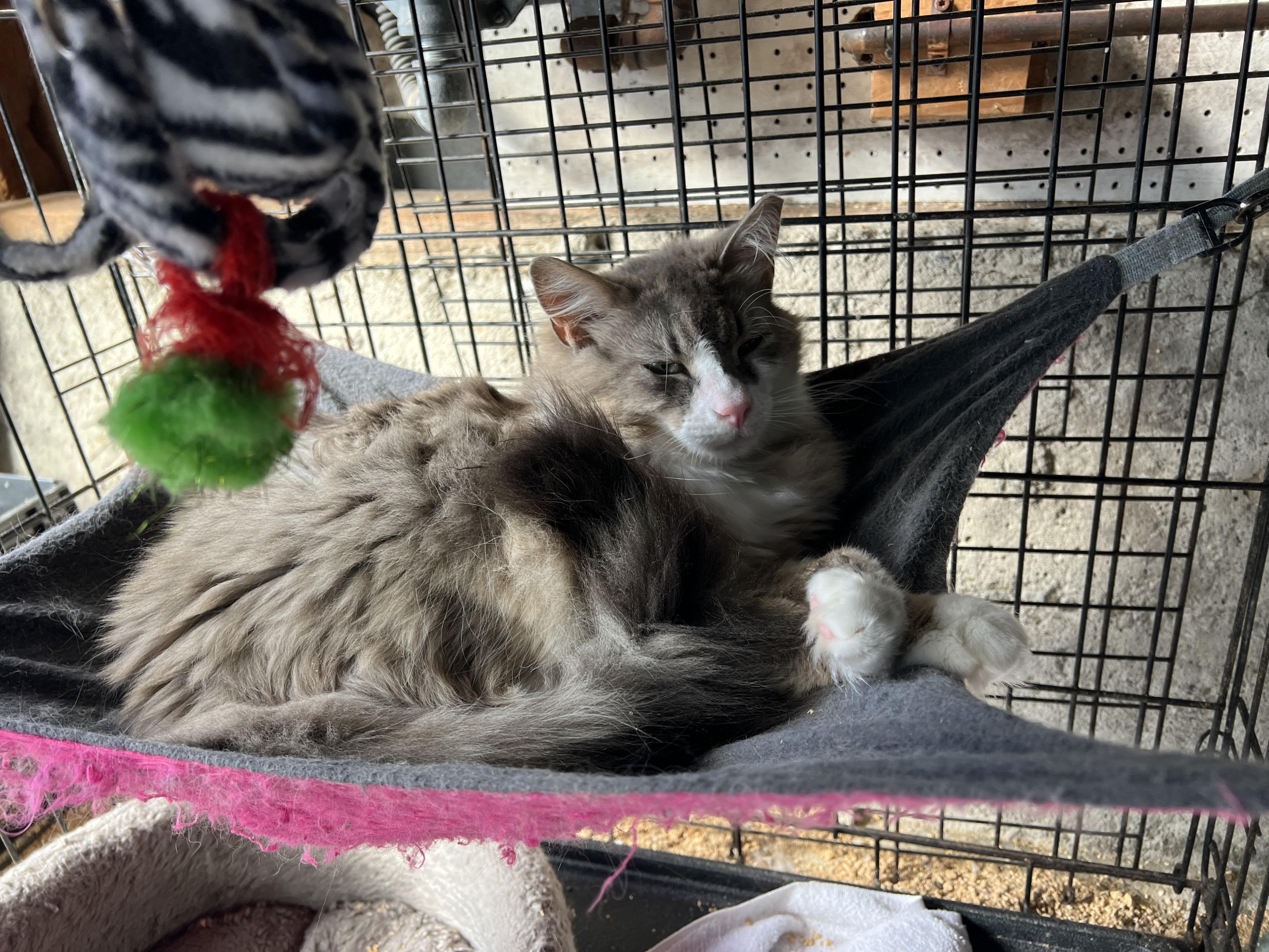 Mr. Darcy, ADOPTABLE, Adult Male Maine Coon.