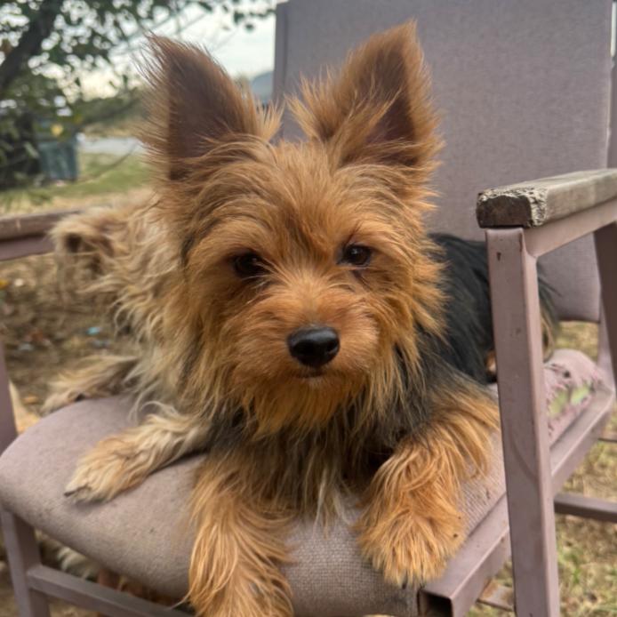 Charlie/Boxer, Adoptable, Adult Male Yorkshire Terrier.
