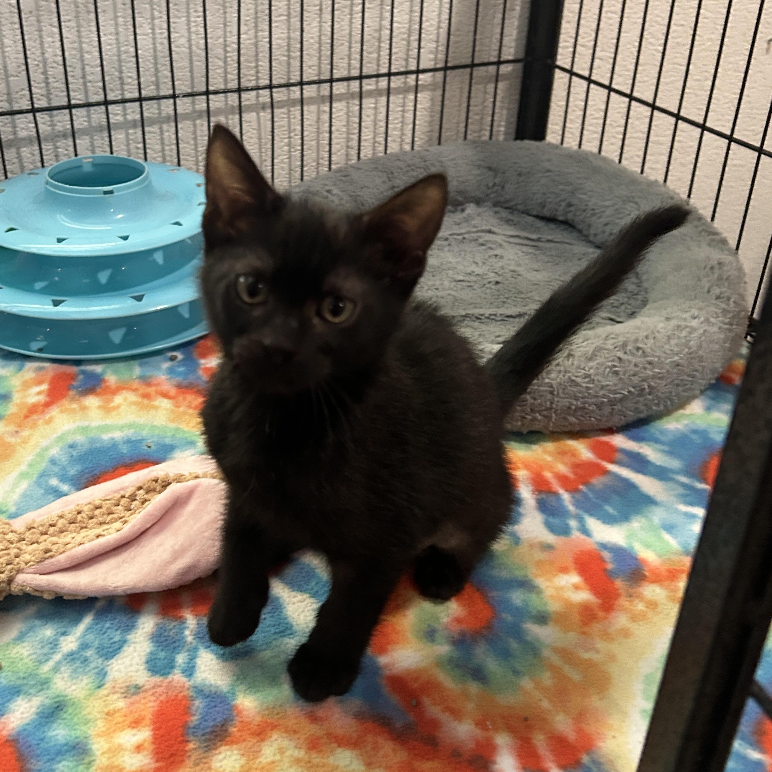 Mandy 8232, a Adoptable mixed breed in Boca Raton, FL image 1/2