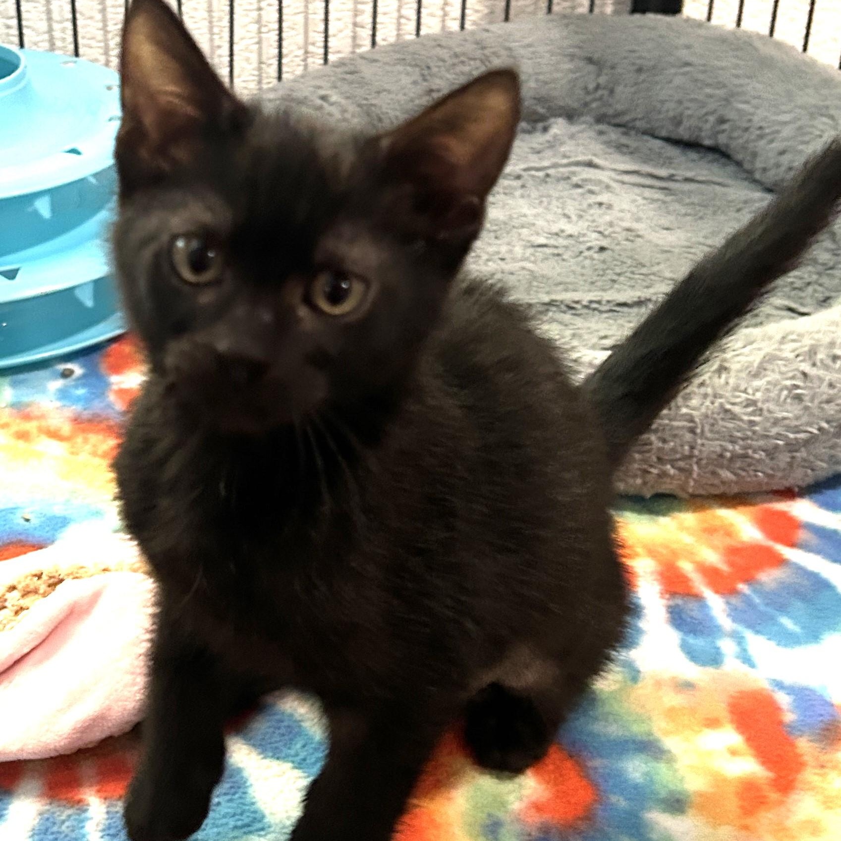 Mandy 8232, Adoptable, Kitten Female Domestic Short Hair.