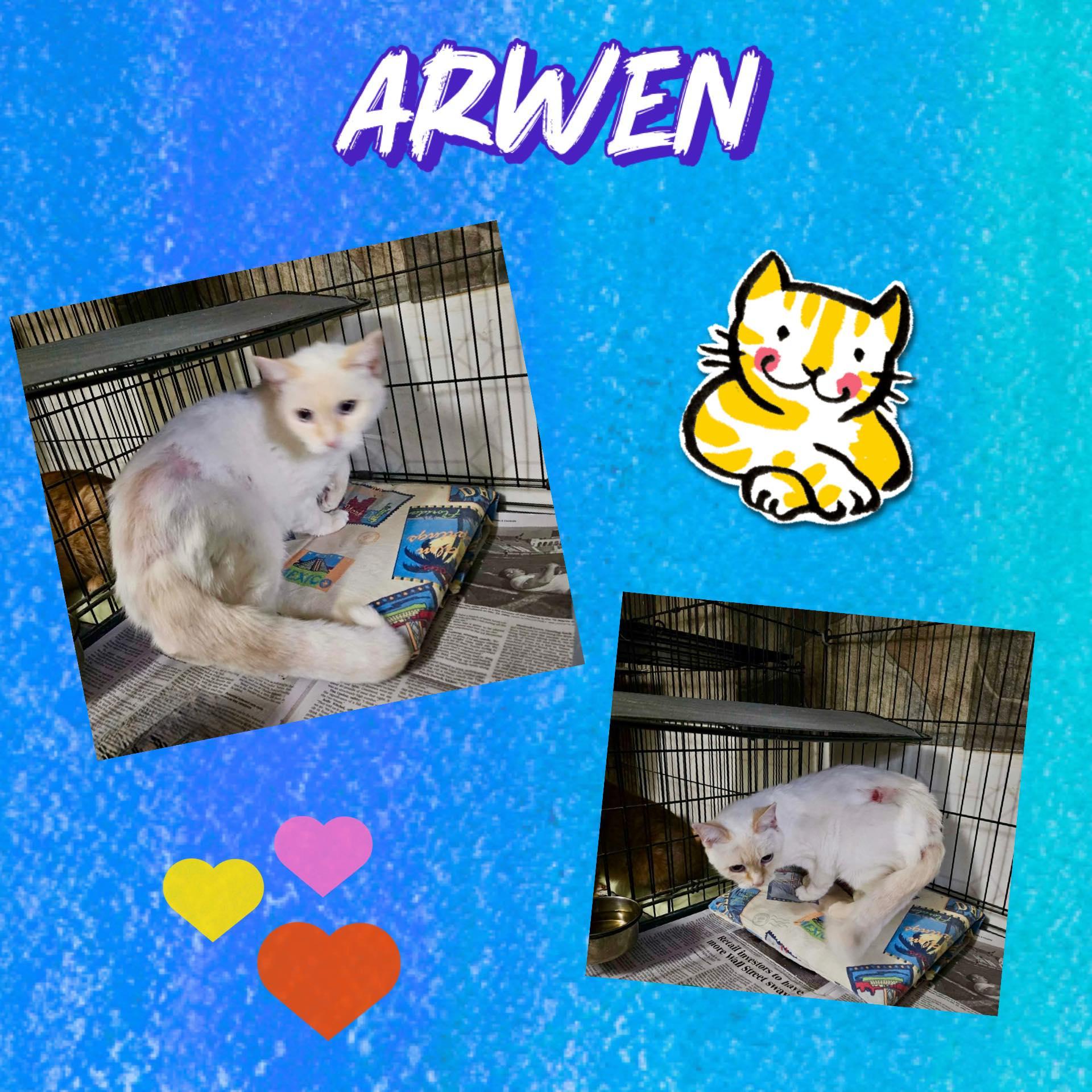 Arwen, ADOPTABLE, Young Female Domestic Short Hair.