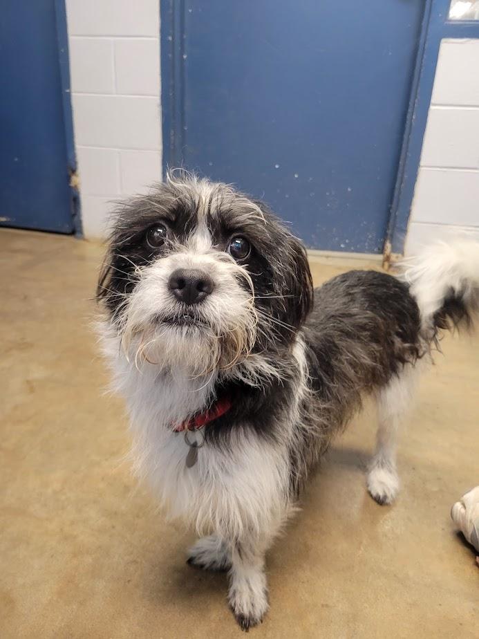 Enlarge Mr. Boss 426-25, an adopted mixed breed in Cambridge, OH image 1/5