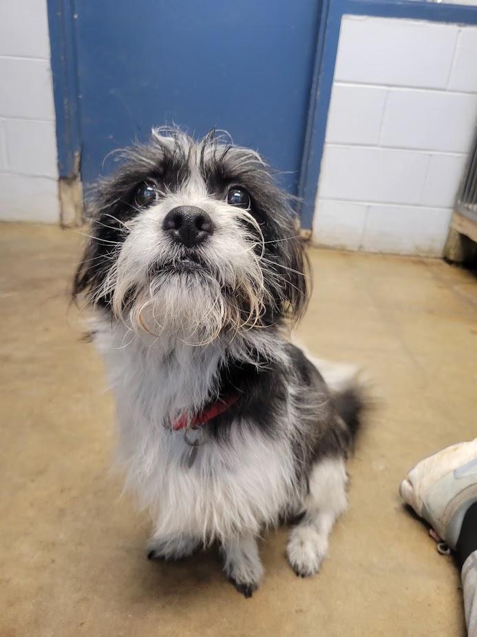 Enlarge Mr. Boss 426-25, an adopted mixed breed in Cambridge, OH image 2/5