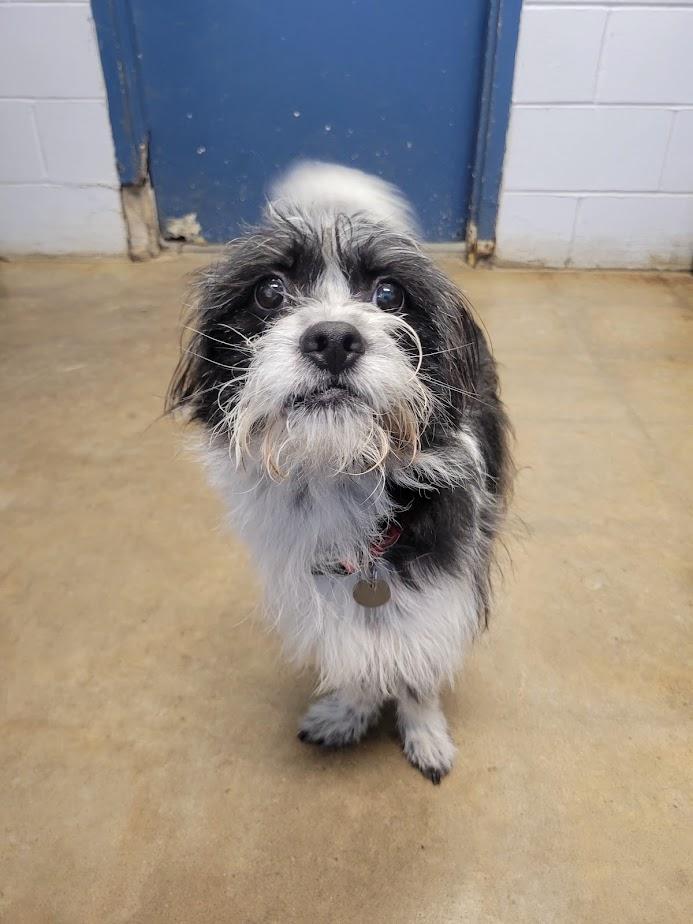 Enlarge Mr. Boss 426-25, an adopted mixed breed in Cambridge, OH image 3/5