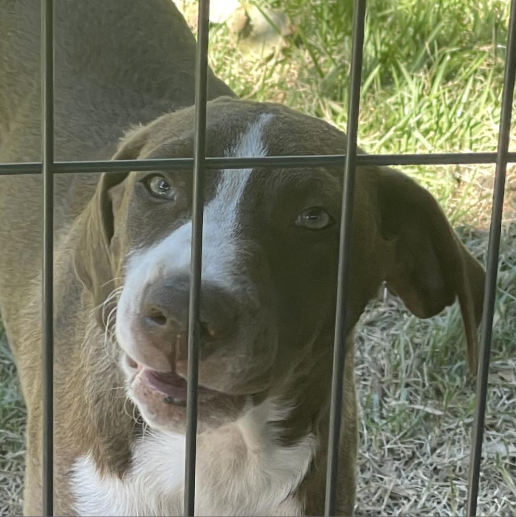 Enlarge Jr., a Adoptable Mixed Breed in Shiner, TX image 1/6