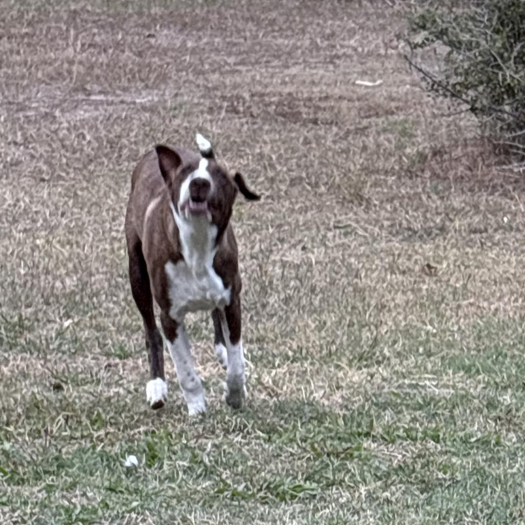 Enlarge Jr., a Adoptable Mixed Breed in Shiner, TX image 2/6