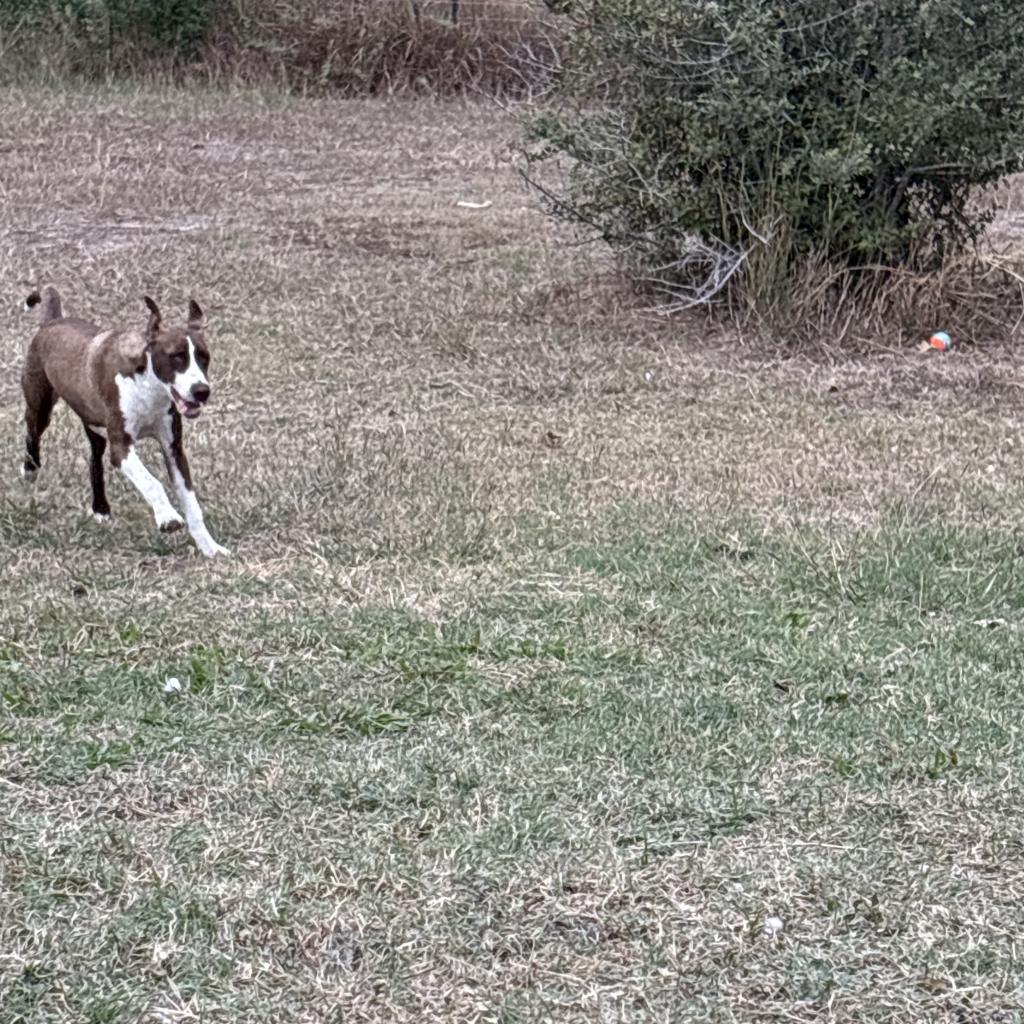Enlarge Jr., a Adoptable Mixed Breed in Shiner, TX image 3/6