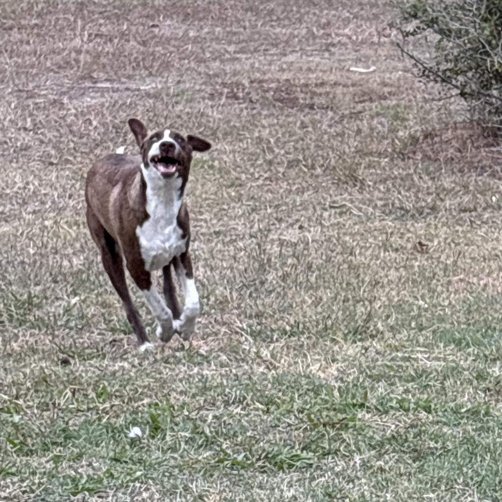 Enlarge Jr., a Adoptable Mixed Breed in Shiner, TX image 4/6
