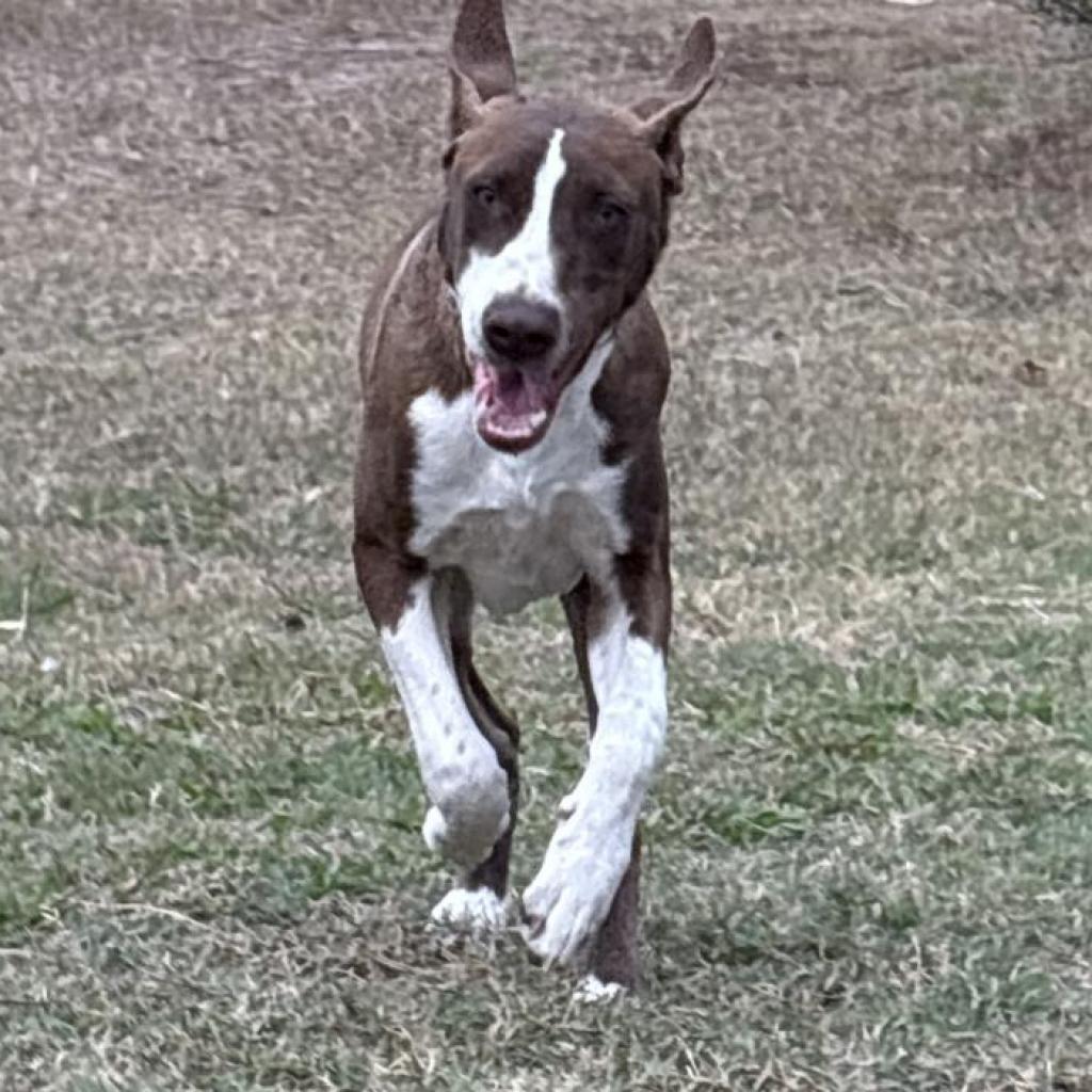 Enlarge Jr., a Adoptable Mixed Breed in Shiner, TX image 5/6
