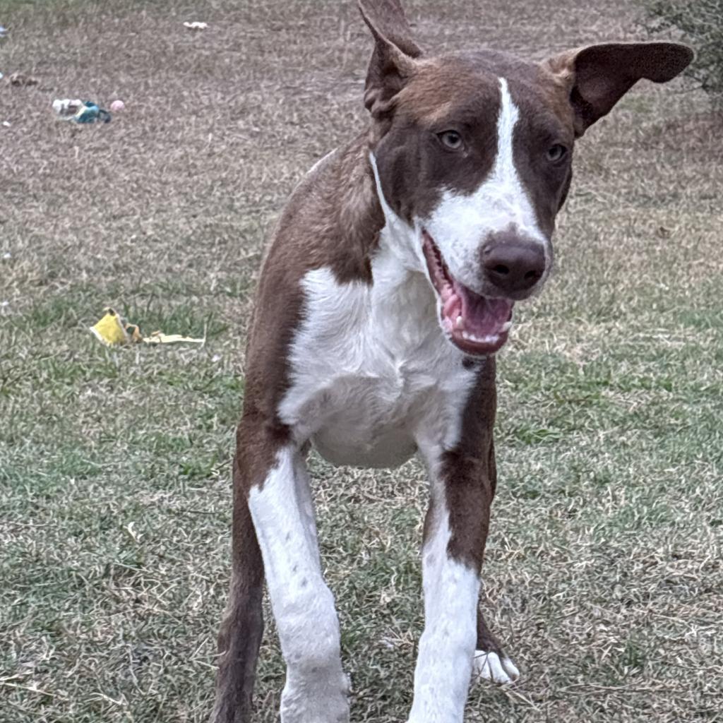 Enlarge Jr., a Adoptable Mixed Breed in Shiner, TX image 6/6