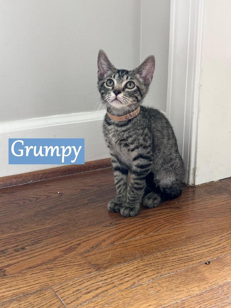 Enlarge Grumpy, a Adoptable mixed breed in Hoover , AL image 1/2