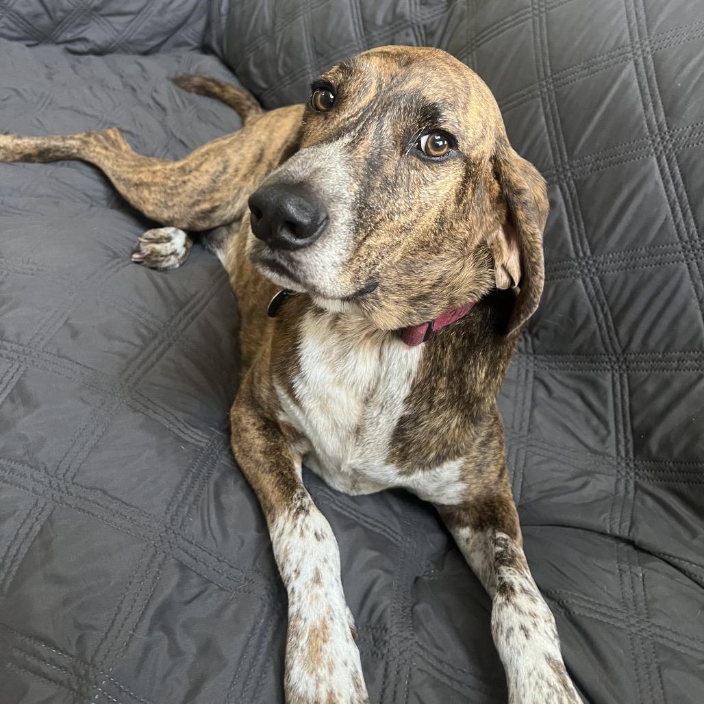 Enlarge Cooper-Piper, a Adoptable Plott Hound in Potomac, MD image 3/6