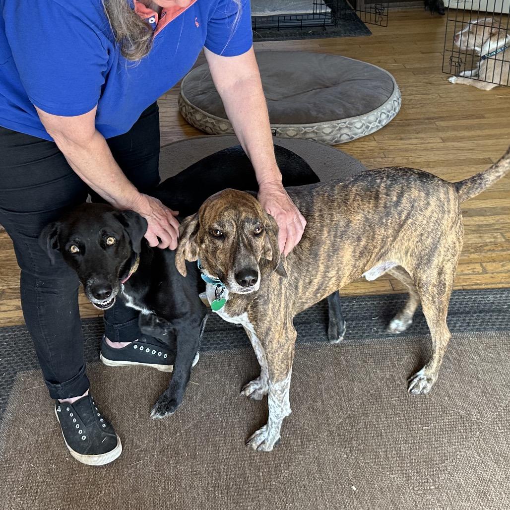 Enlarge Cooper, a Adoptable Plott Hound in Potomac, MD image 4/6