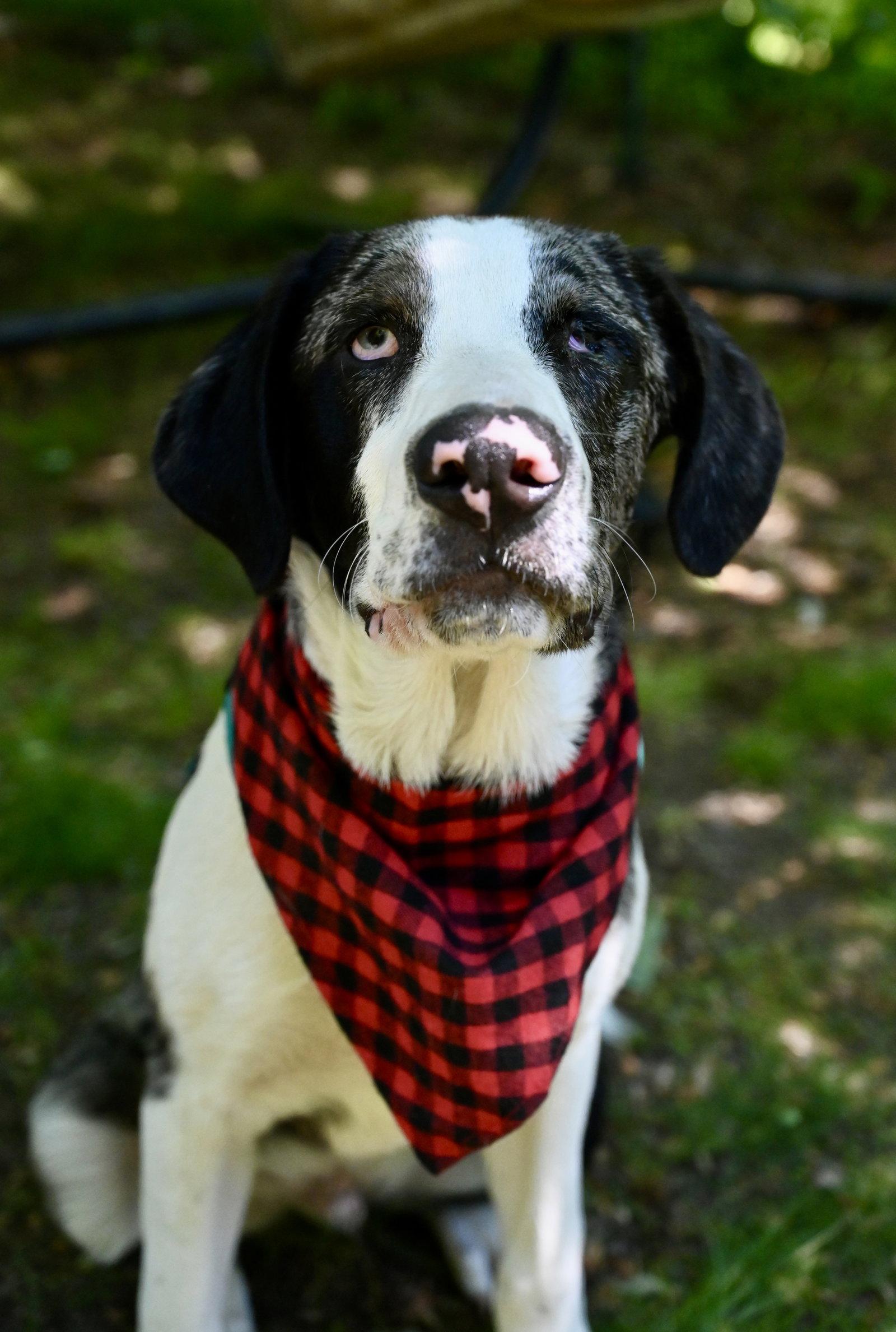 Enlarge Stewie Winter *LOCAL*, a Adoptable mixed breed in Wakefield, RI image 1/3