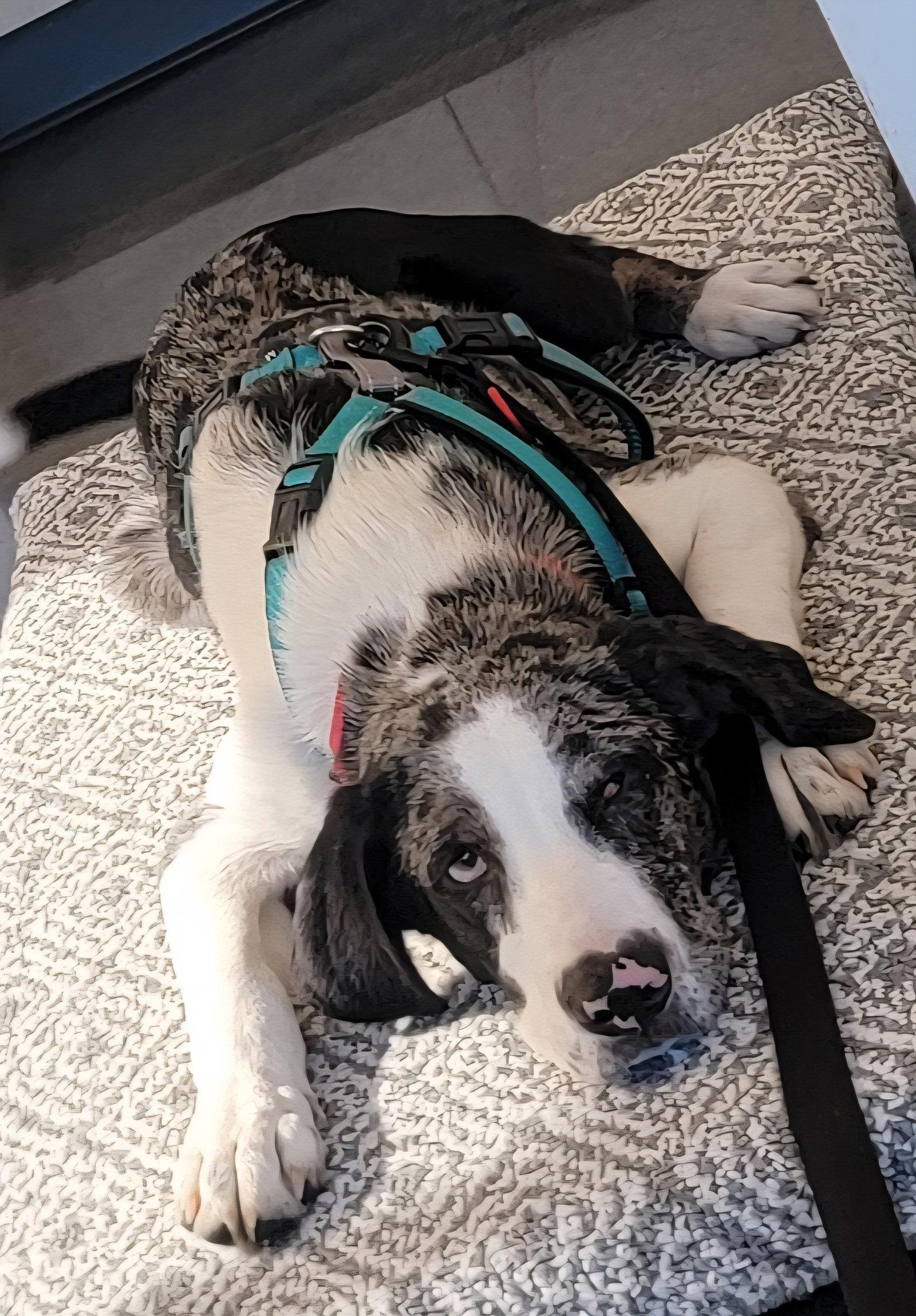 Enlarge Stewie Winter *LOCAL*, a Adoptable mixed breed in Wakefield, RI image 2/3