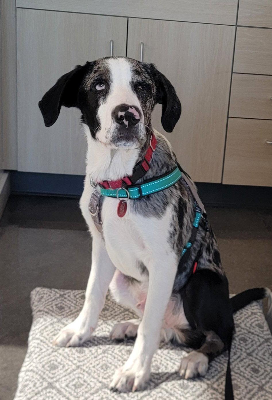 Enlarge Stewie Winter *LOCAL*, a Adoptable mixed breed in Wakefield, RI image 3/3
