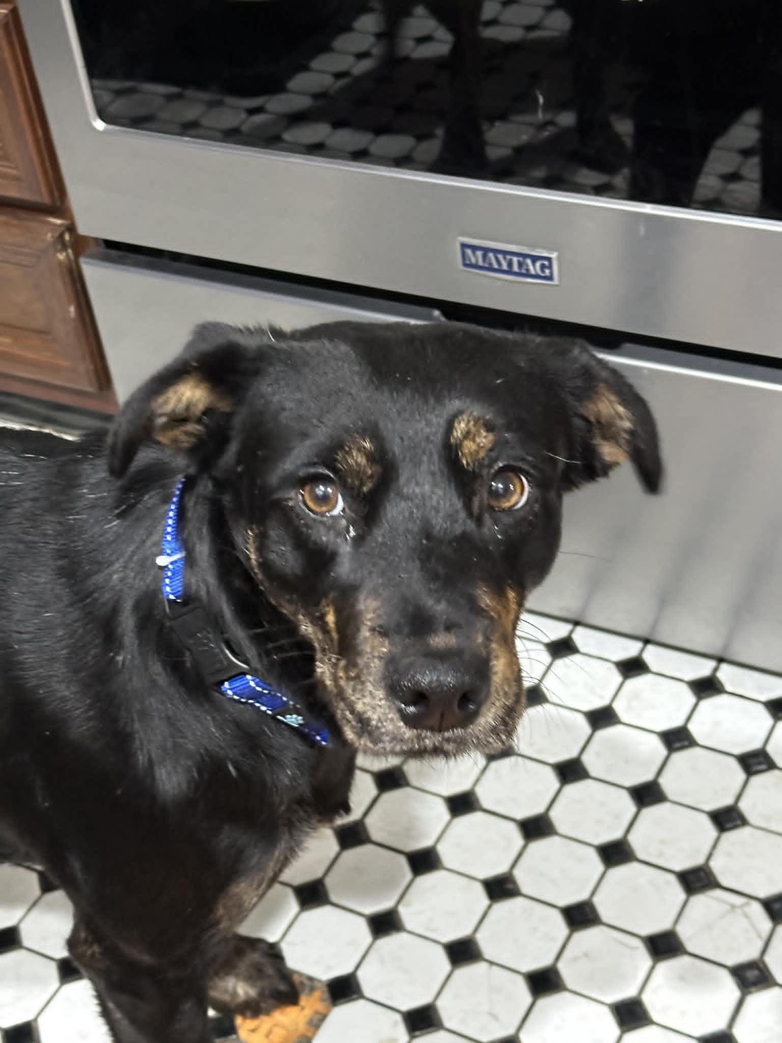 Wheat (aka Reba), ADOPTABLE, Adult Female Shepherd.