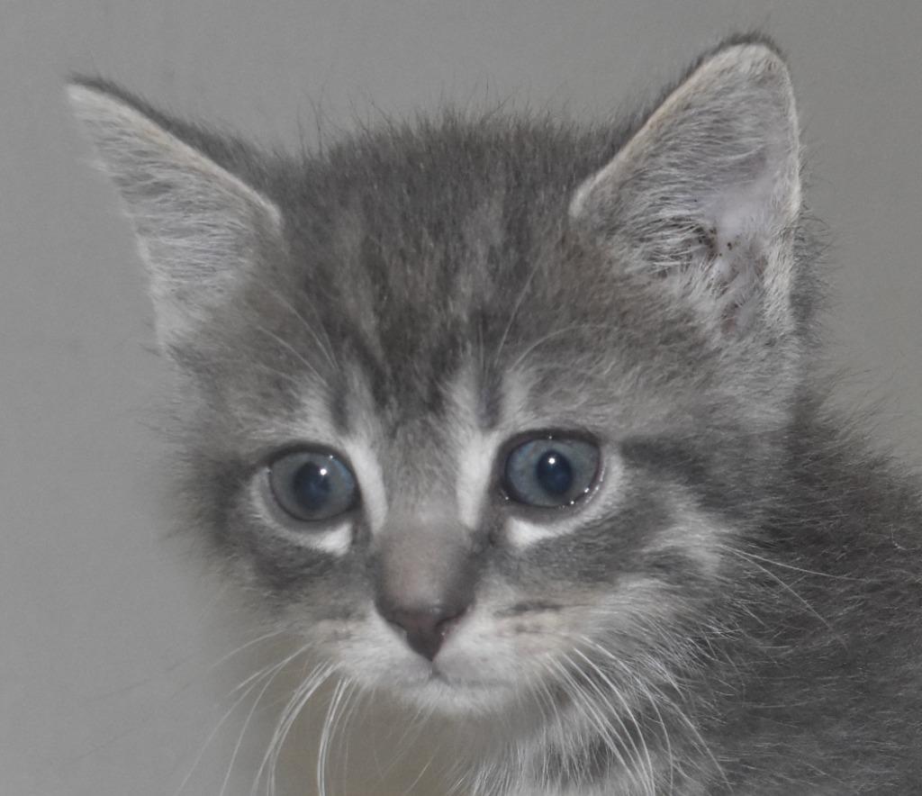 Peach Cobbler, Adoptable, Kitten Male Domestic Short Hair.