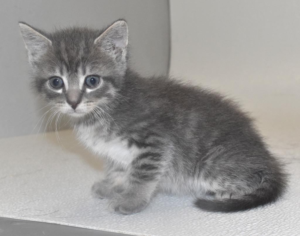 Peach Cobbler, a Adoptable mixed breed in Springfield, OH image 3/3
