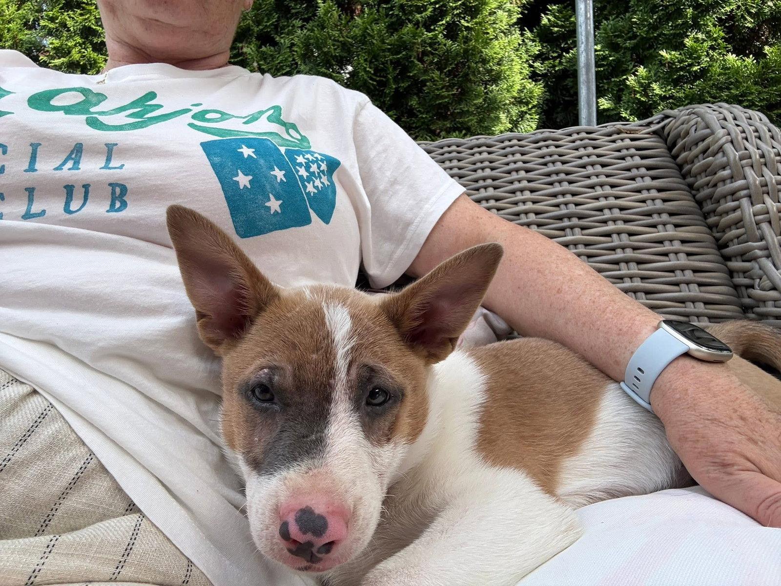 Wheezy, Adoptable, Puppy Female Terrier.