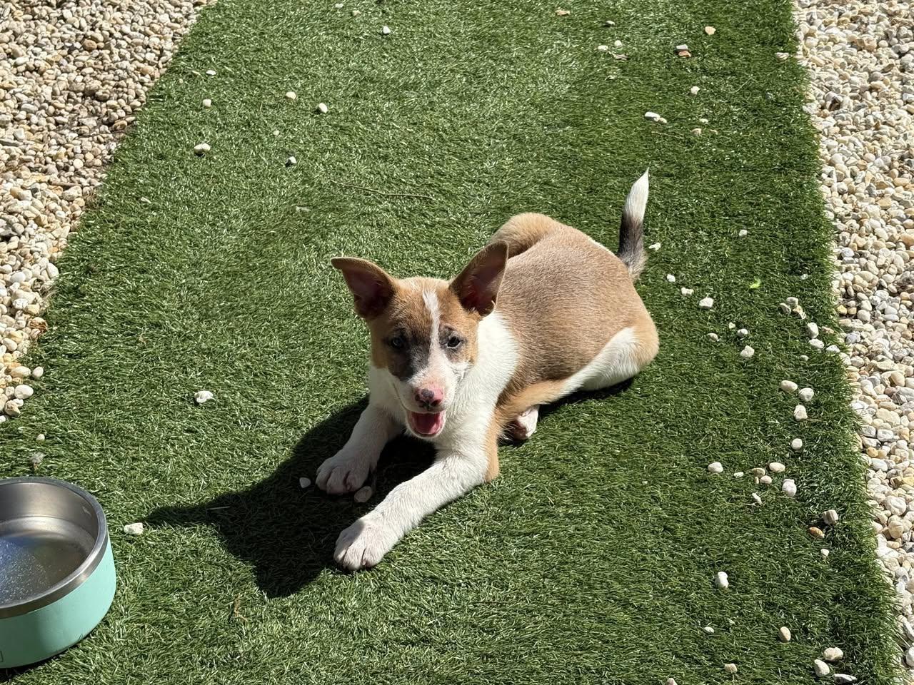 Wheezy, a Adoptable Terrier in Oakhurst, NJ image 2/3