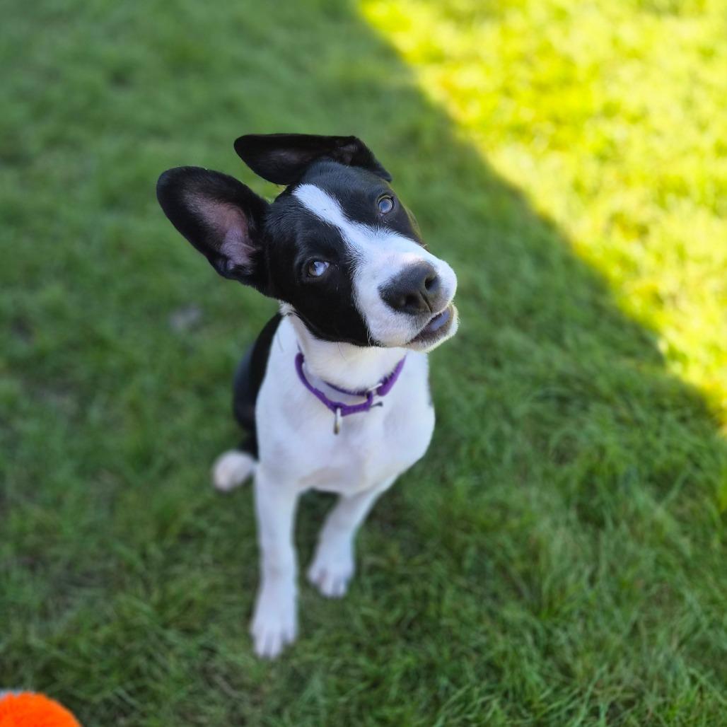Pilsner, Adoptable, Puppy Female Mixed Breed.