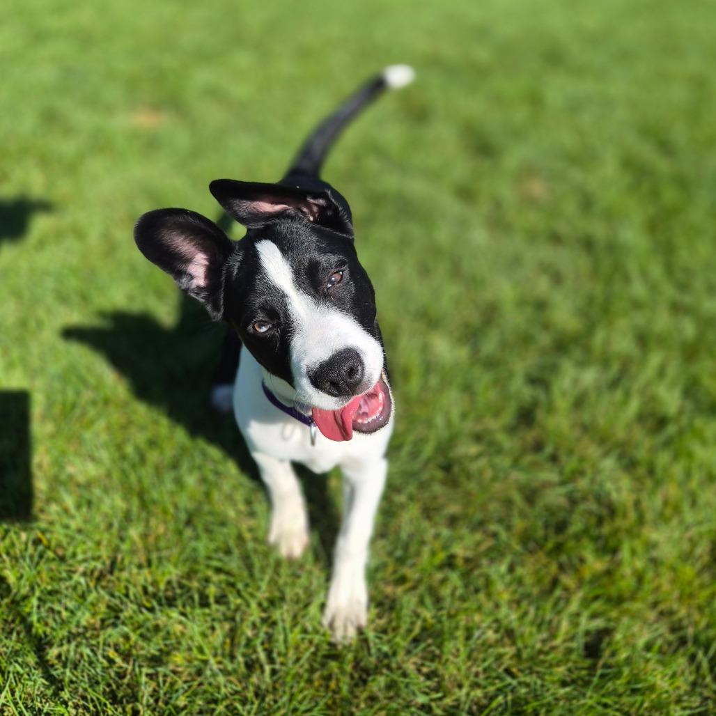 Enlarge Pilsner, a Adoptable Mixed Breed in Woodstock, IL image 2/6