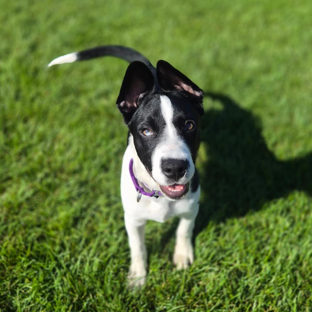 Enlarge Pilsner, a Adoptable Mixed Breed in Woodstock, IL image 3/6