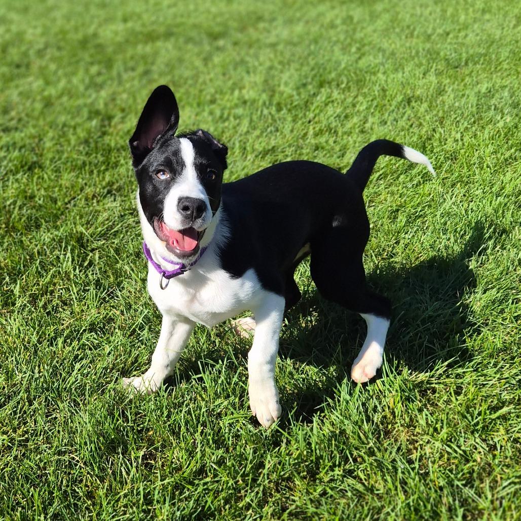 Enlarge Pilsner, a Adoptable Mixed Breed in Woodstock, IL image 4/6