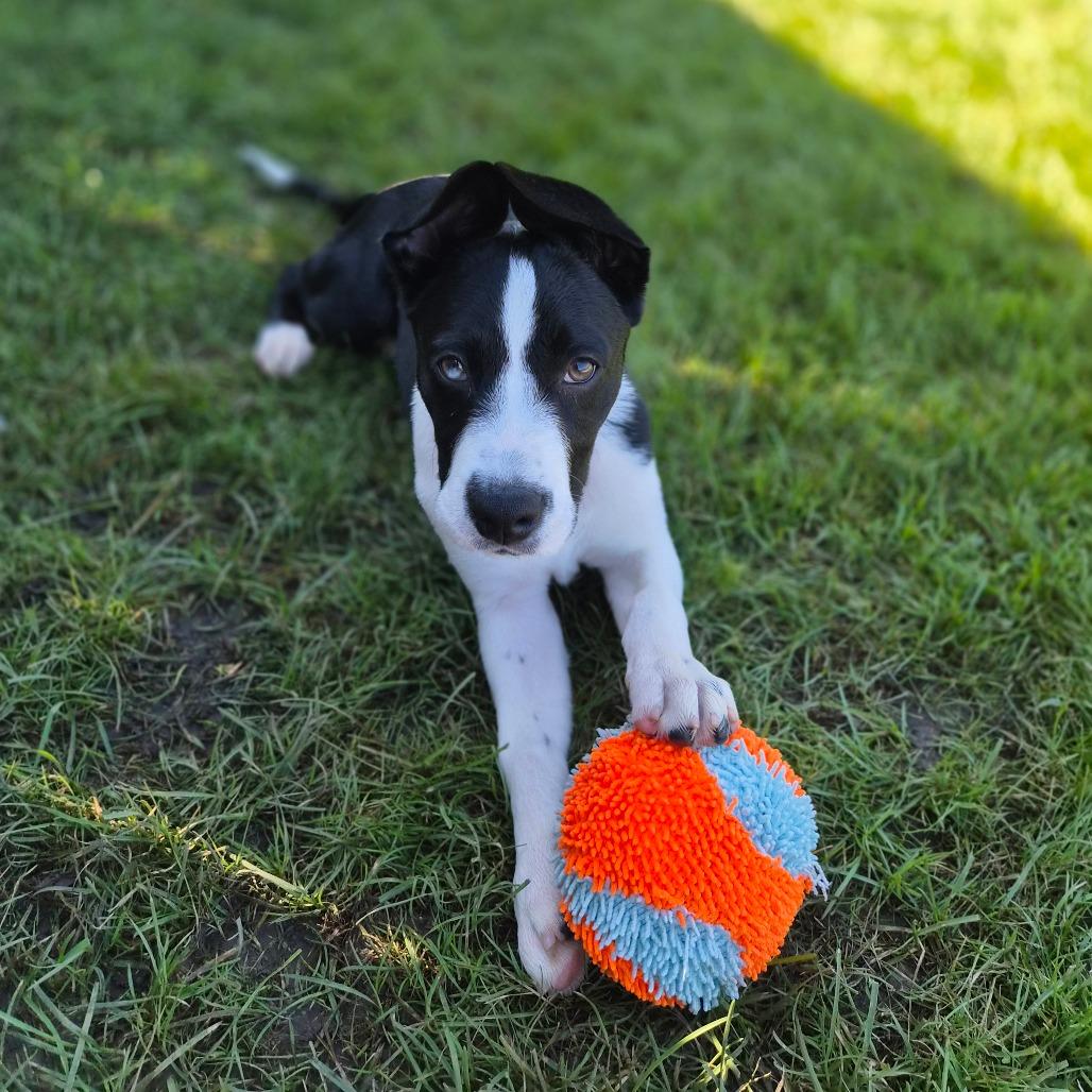 Enlarge Pilsner, a Adoptable Mixed Breed in Woodstock, IL image 5/6
