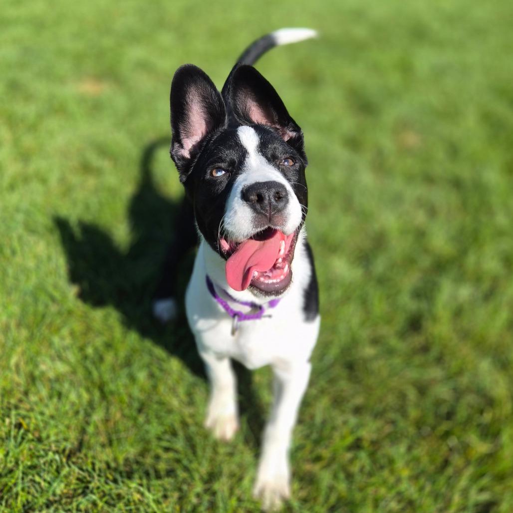 Enlarge Pilsner, a Adoptable Mixed Breed in Woodstock, IL image 6/6