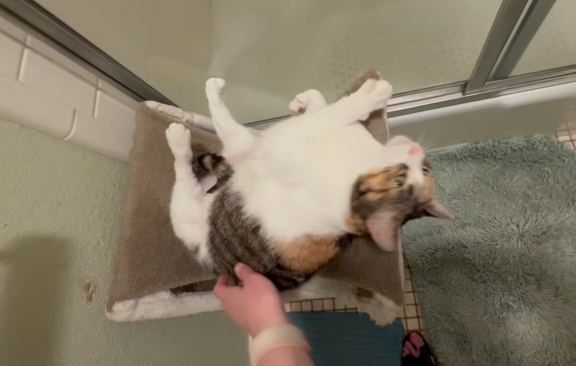 Enlarge Cleo, a Adopted Domestic Short Hair in Mansfield, TX video 3/3