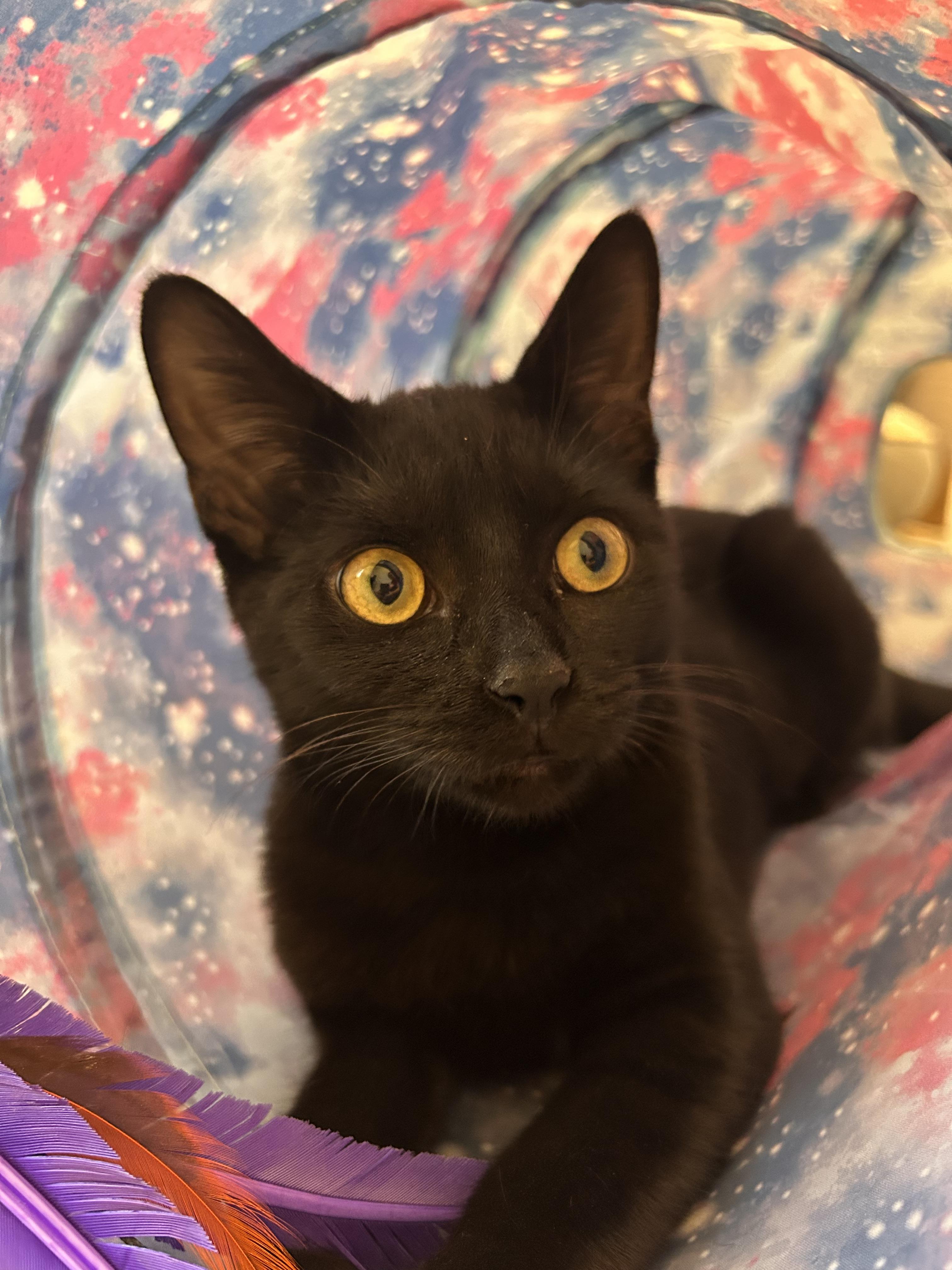 Enlarge Apollo, Orpheus and Nyx, a Adopted Domestic Short Hair in Fairfax, VA image 6/6