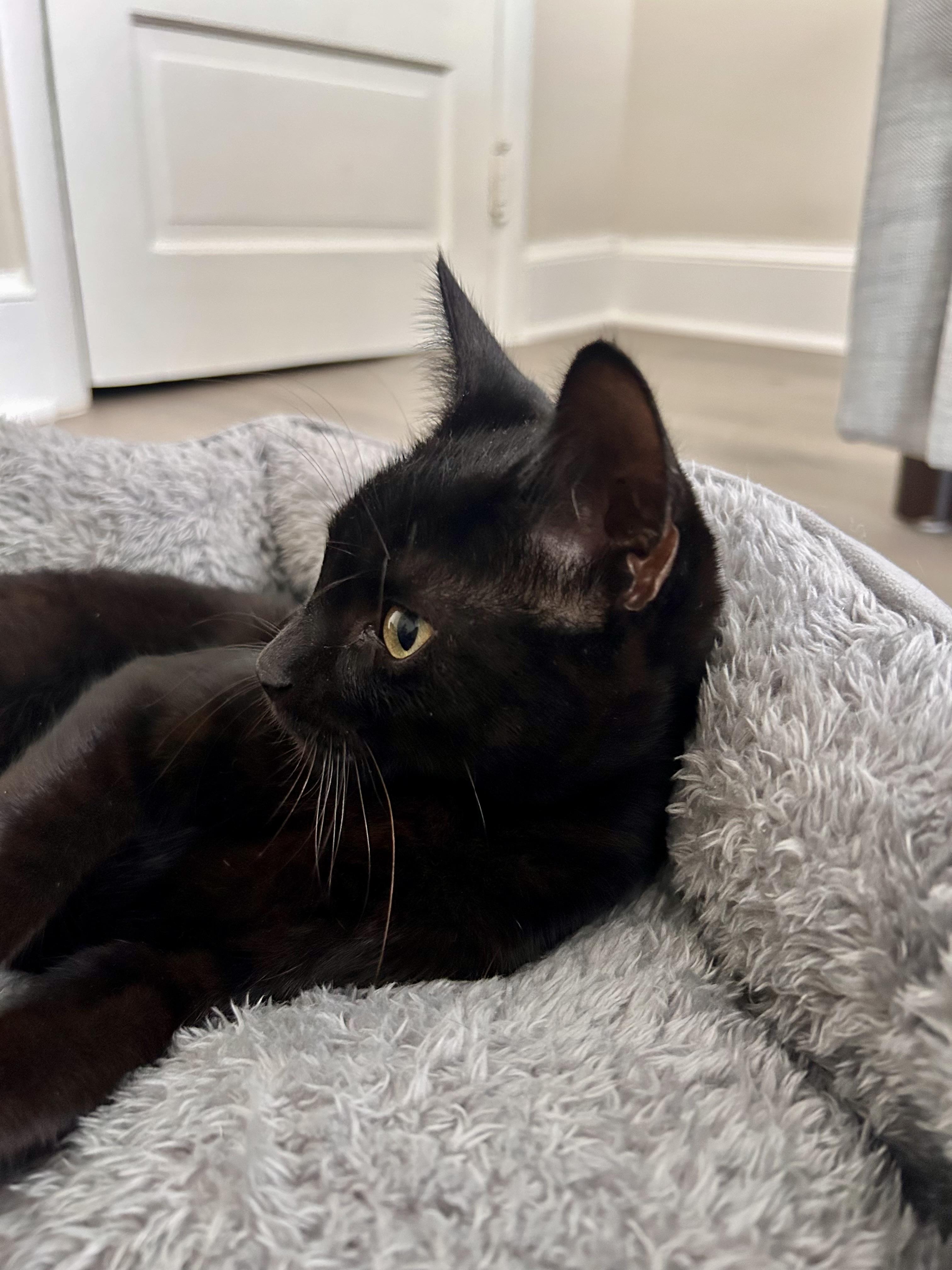 Enlarge Apollo, Orpheus and Nyx, a Adopted Domestic Short Hair in Fairfax, VA image 3/6