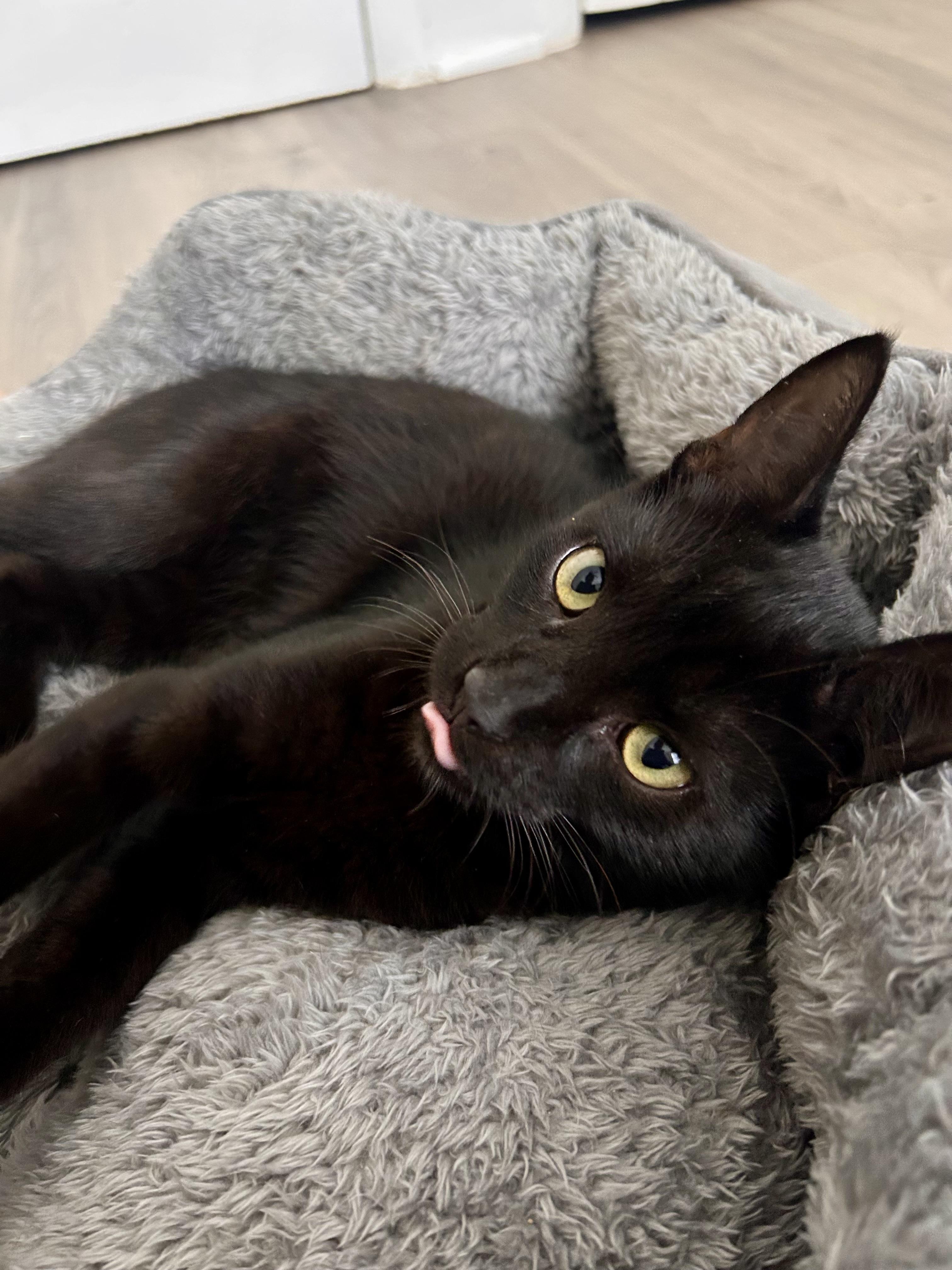 Enlarge Apollo, Orpheus and Nyx, a Adopted Domestic Short Hair in Fairfax, VA image 5/6