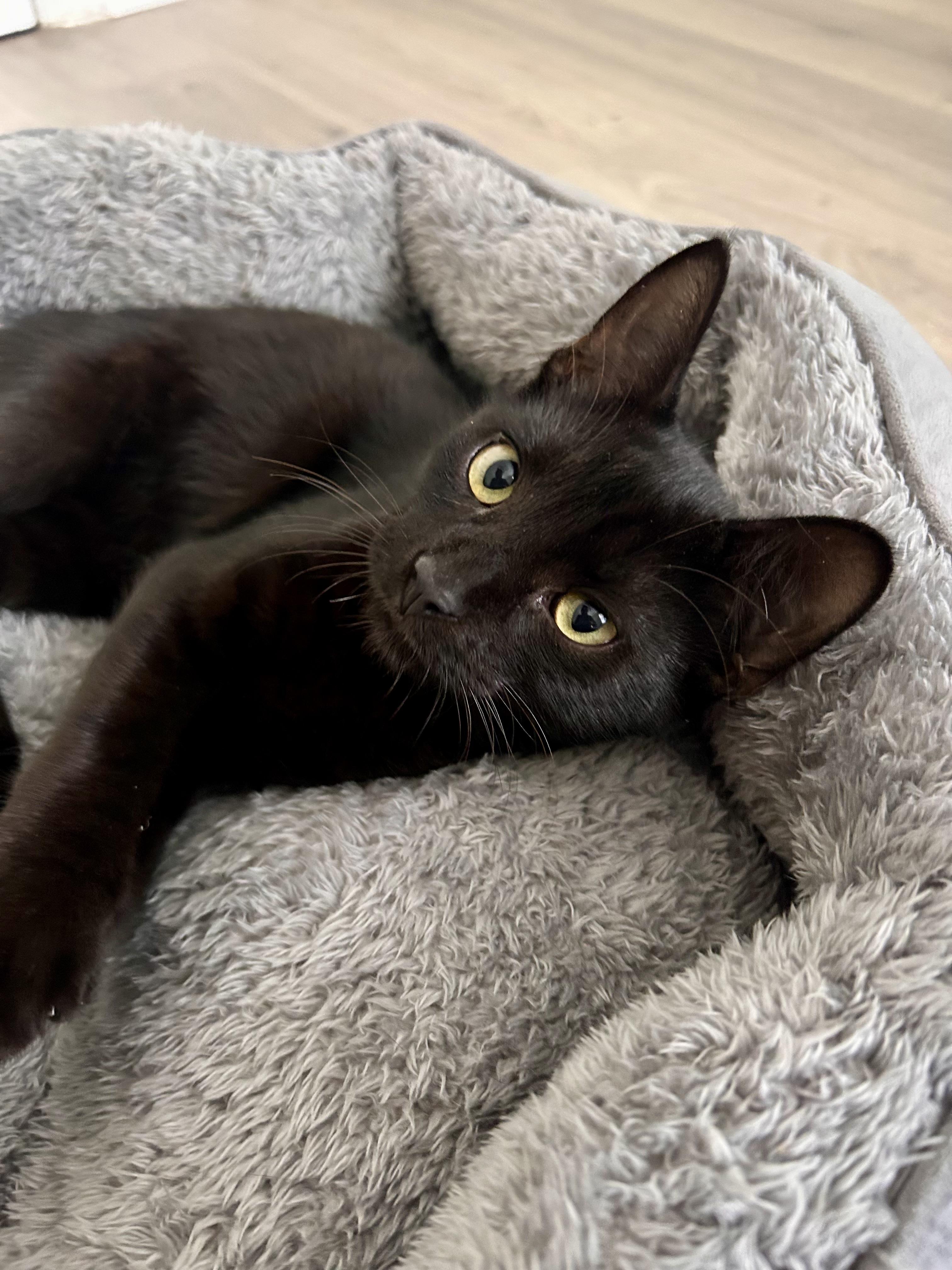 Apollo, Orpheus and Nyx, Adopted, Young Male Domestic Short Hair.