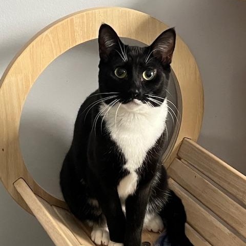 Enlarge Stella, a Adoptable Domestic Short Hair in Manorville, NY image 1/4