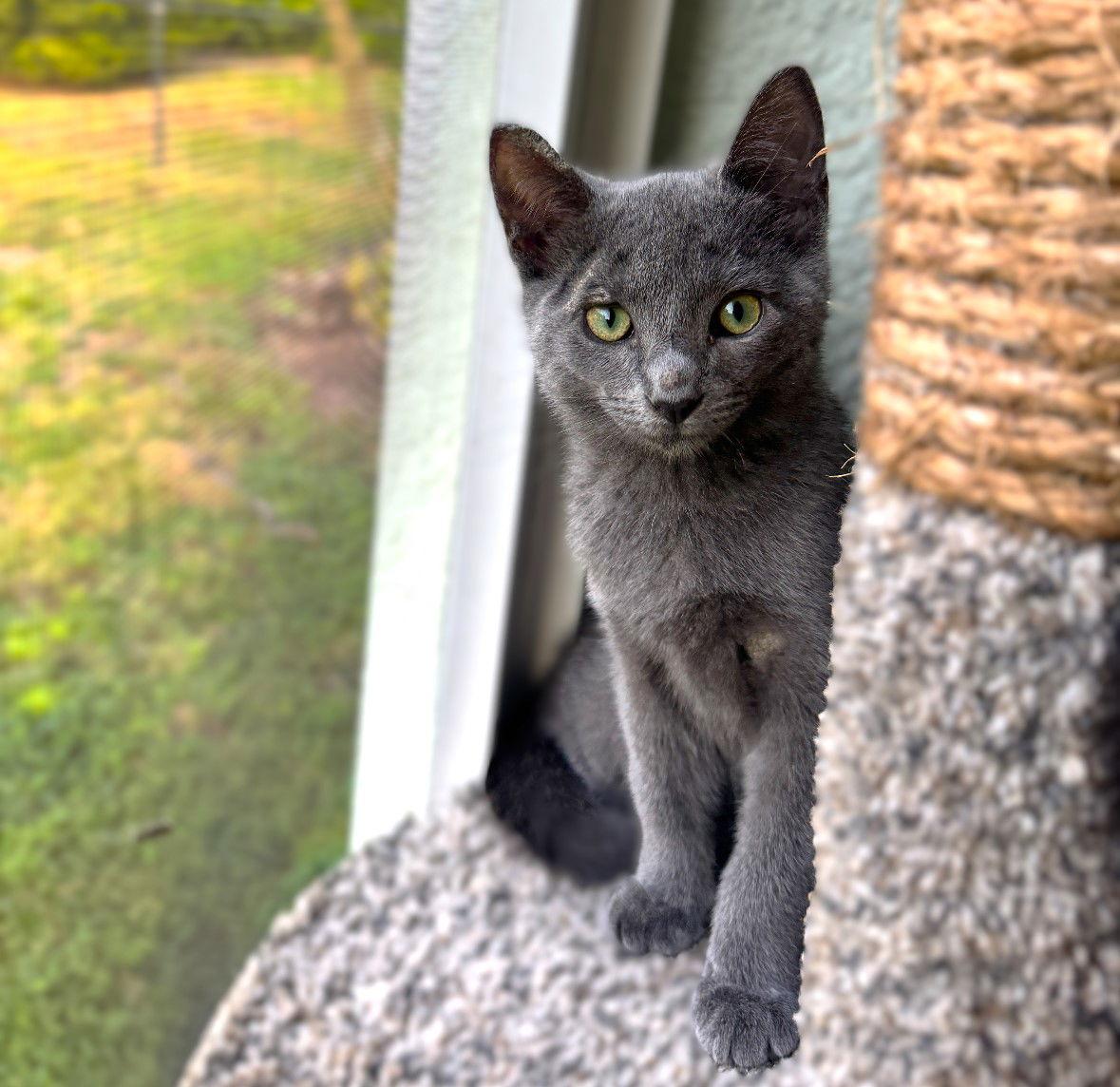 Enlarge Chips, a Adopted Russian Blue in Fort Myers, FL image 1/1