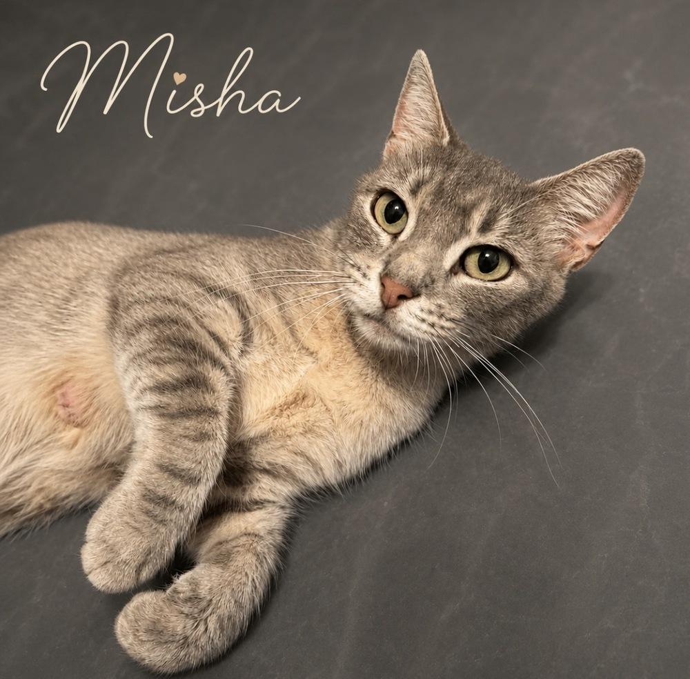 Enlarge Misha, a ADOPTABLE mixed breed in Concord, NC image 1/2