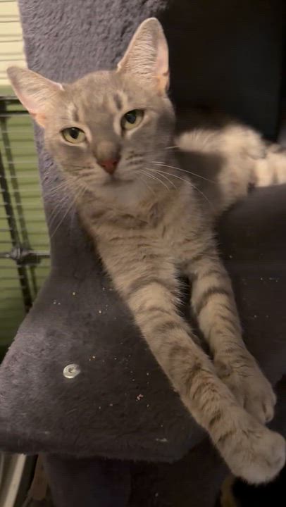Enlarge Misha, a ADOPTABLE mixed breed in Concord, NC video 2/2