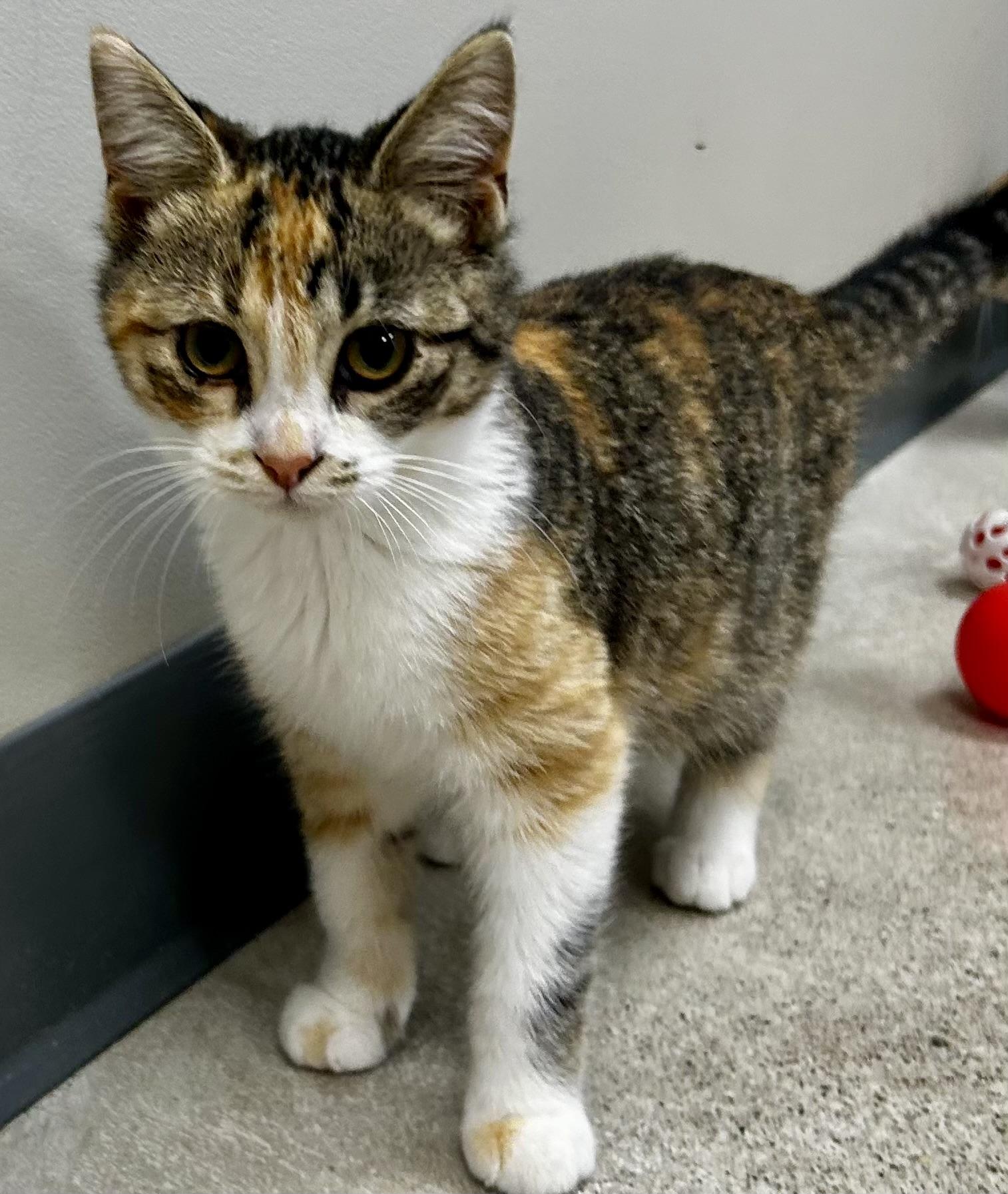 Enlarge Lilo, a Adoptable Torbie in Sandusky, MI image 2/2