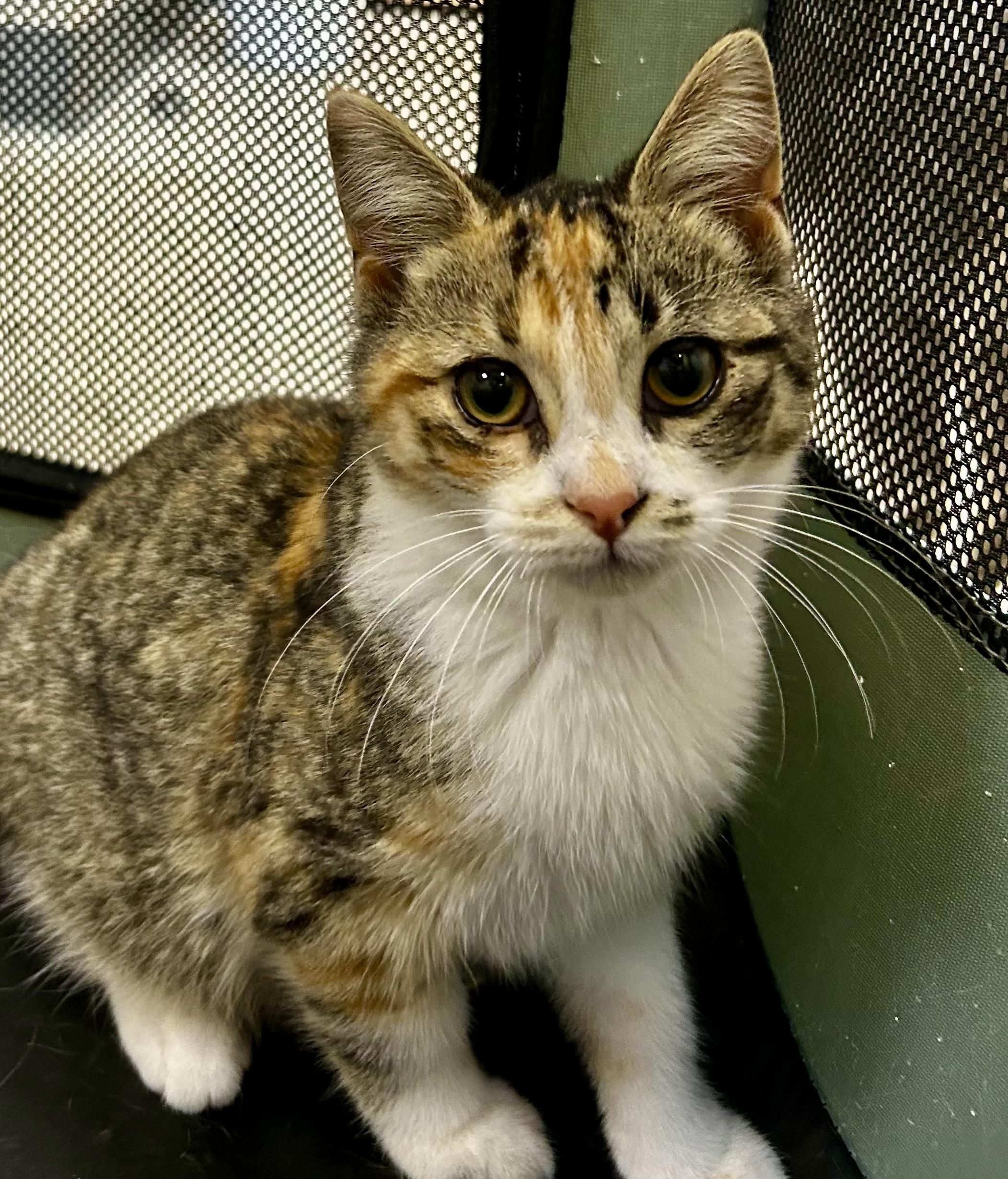 Lilo, Adoptable, Young Female Torbie.