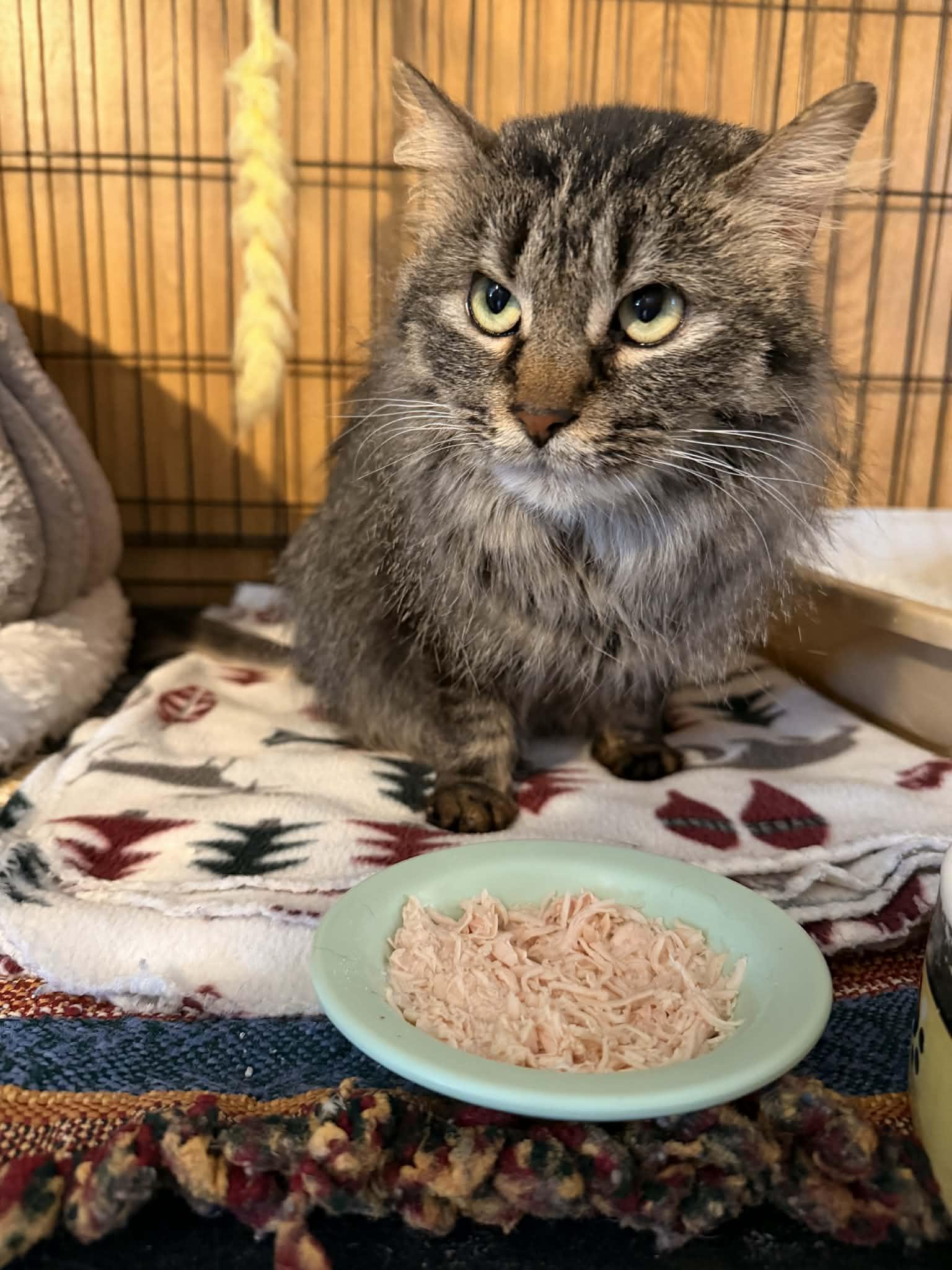 Felicity, Adoptable, Adult Female Domestic Medium Hair.