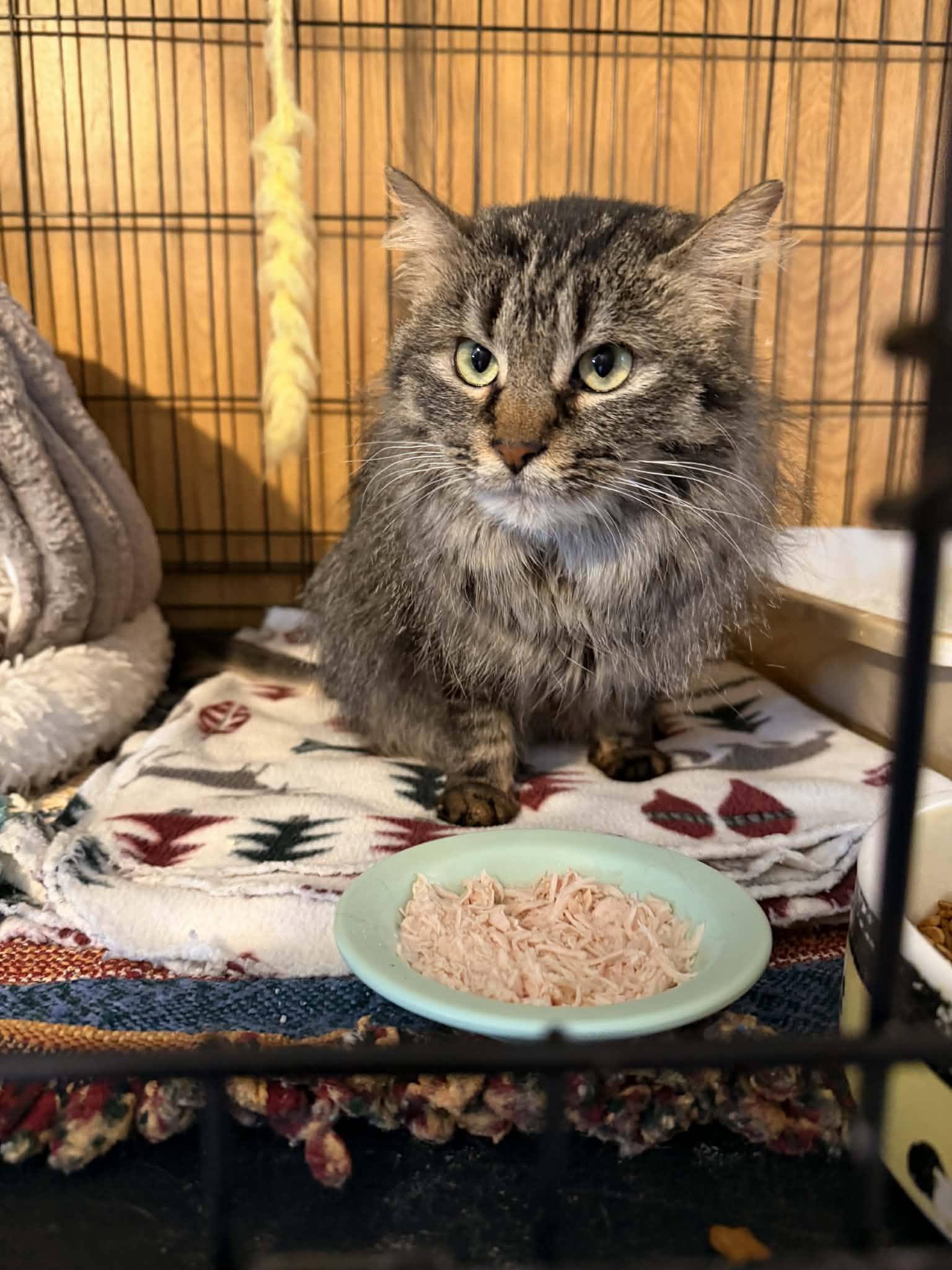 Enlarge Felicity, a Adoptable Domestic Medium Hair in Mears, MI image 2/4