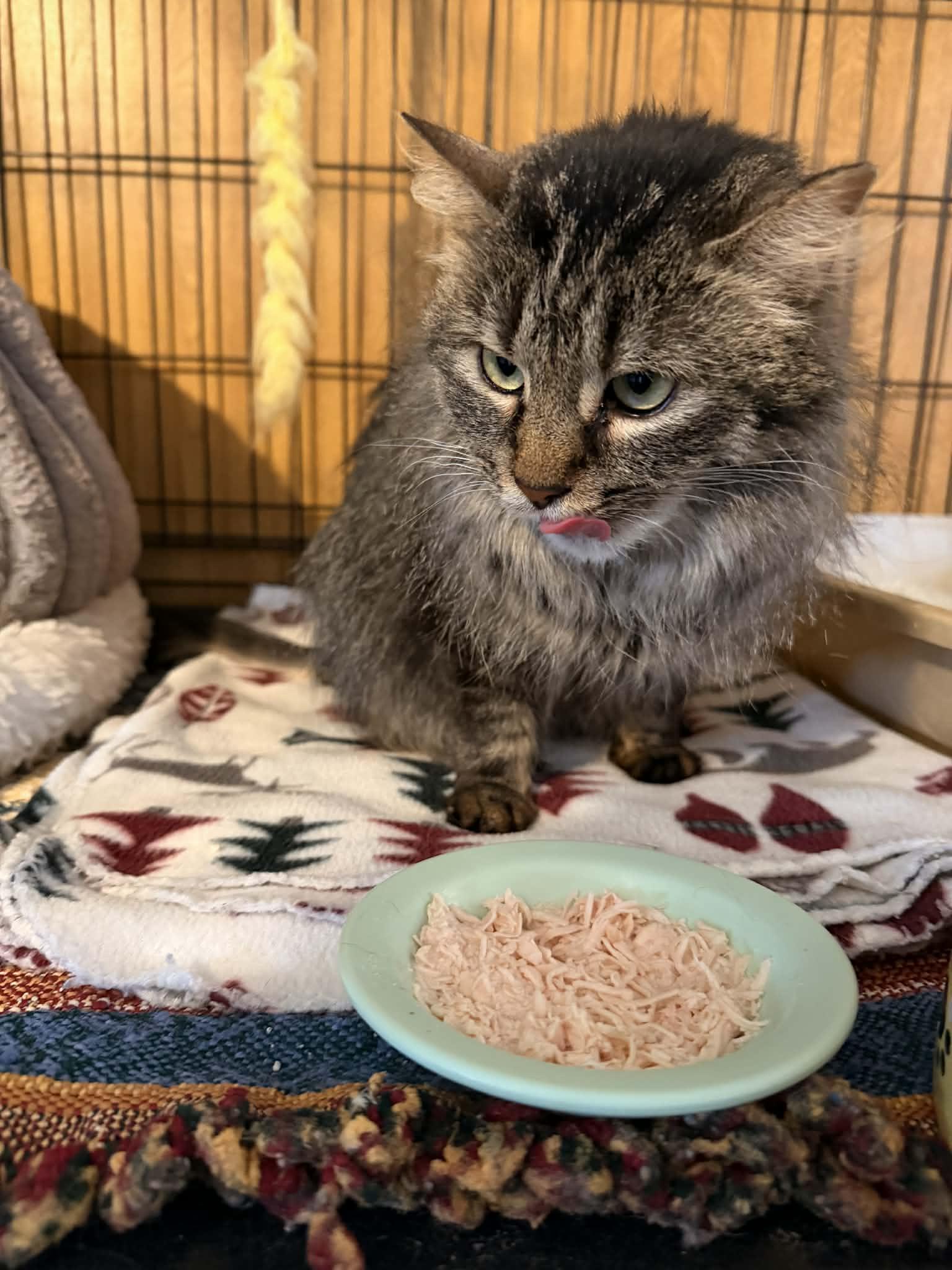 Enlarge Felicity, a Adoptable Domestic Medium Hair in Mears, MI image 3/4