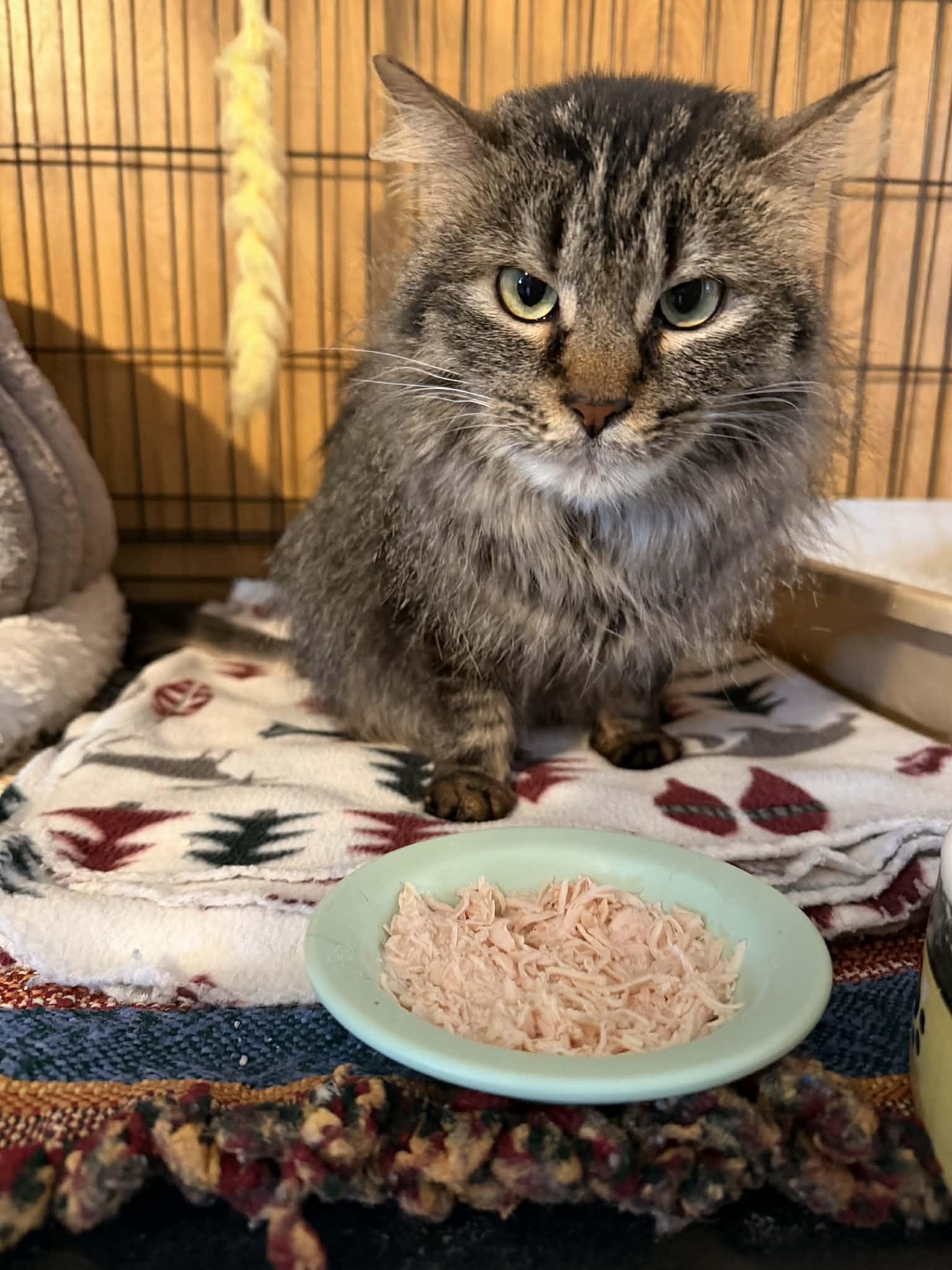 Enlarge Felicity, a Adoptable Domestic Medium Hair in Mears, MI image 4/4