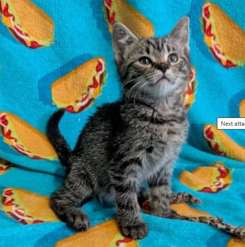 FOUR POUNDS OF BUTTER, Adoptable, Kitten Female Domestic Short Hair.