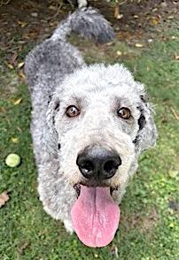 Pria, Adoptable, Adult Female Standard Poodle & Labrador Retriever.